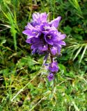 Campanula glomerata