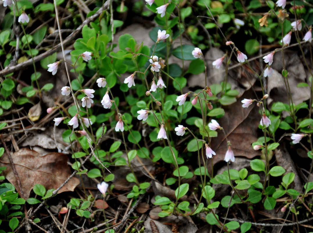 Image of Linnaea borealis specimen.