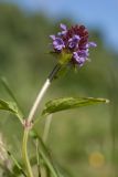 Prunella vulgaris