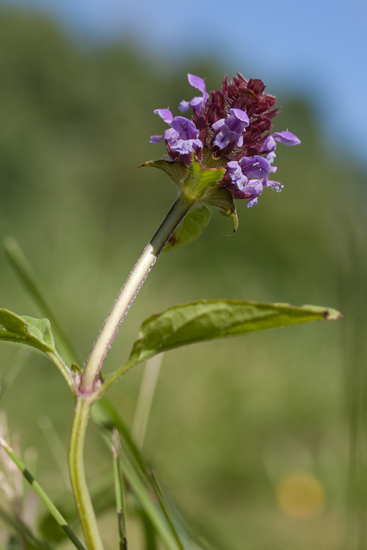 Изображение особи Prunella vulgaris.