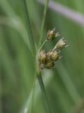 Juncus filiformis