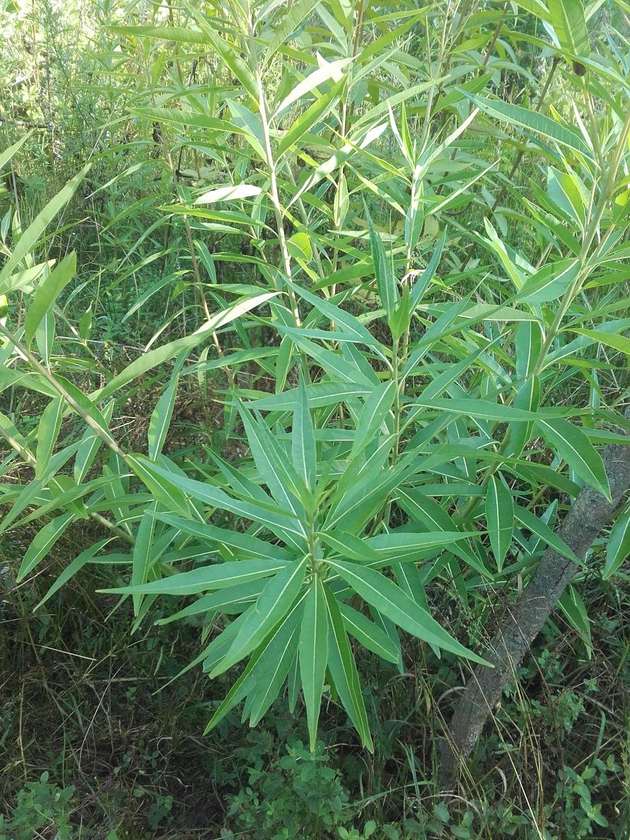 Image of Amsonia illustris specimen.
