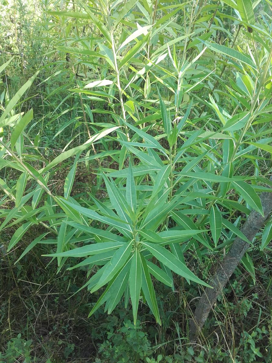 Изображение особи Amsonia illustris.