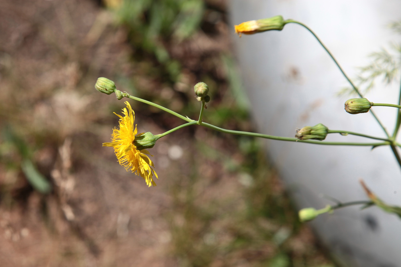 Image of Sonchus arvensis ssp. uliginosus specimen.