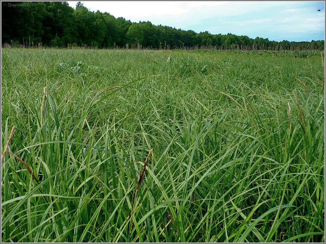 Image of genus Carex specimen.