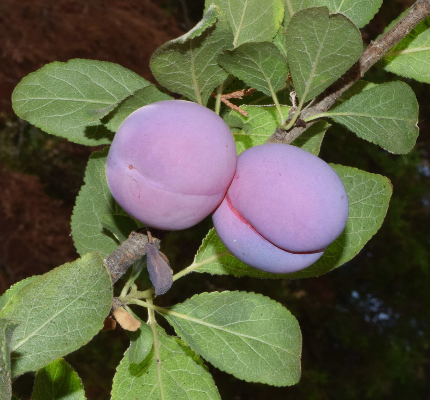 Изображение особи Prunus domestica.