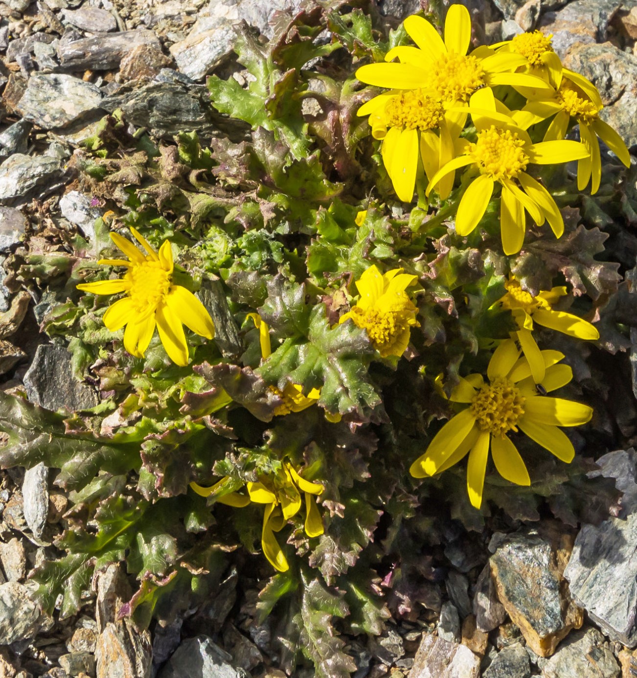 Image of Senecio sosnovskyi specimen.