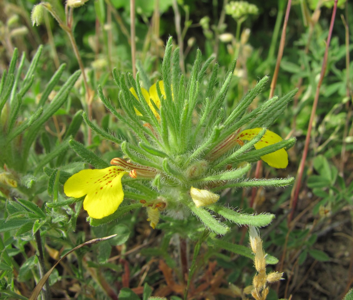 Image of Ajuga chia specimen.