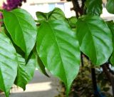 genus Bougainvillea. Листья. Черногория, муниципалитет Будва, пос. Бечичи (Bečići), придомовые посадки. Июль 2018 г.