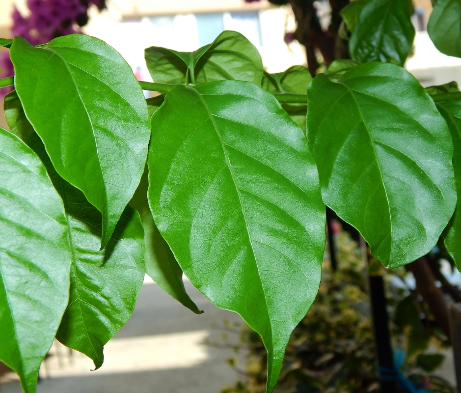 Изображение особи род Bougainvillea.