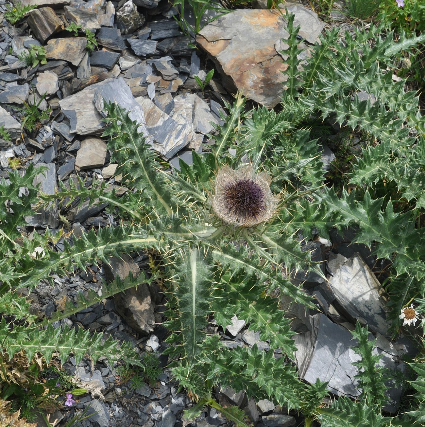 Image of Cirsium pugnax specimen.