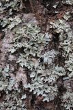 Parmelia sulcata. Талломы на стволе сосны. Московская обл., окр. г. Фрязино, смешанный лес. 21 октября 2018 г.