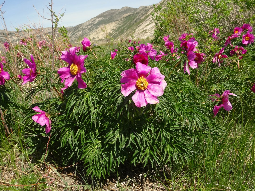 Image of Paeonia hybrida specimen.