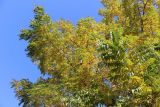 Juglans microcarpa. Часть кроны в осенней окраске. Саратов, Ботанический сад им Н.Г. Чернышевского, в культуре. 21.10.2018.
