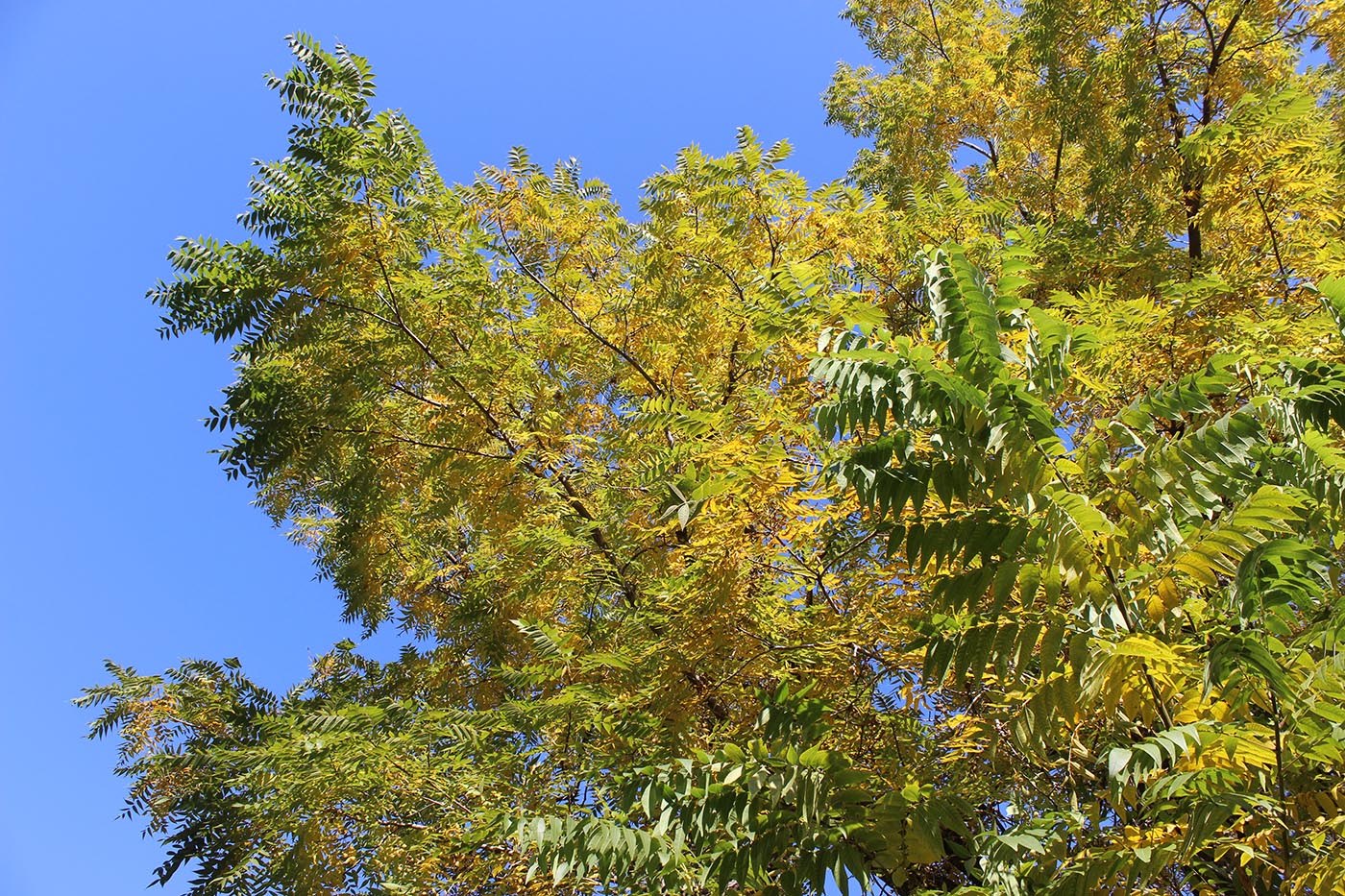 Image of Juglans microcarpa specimen.