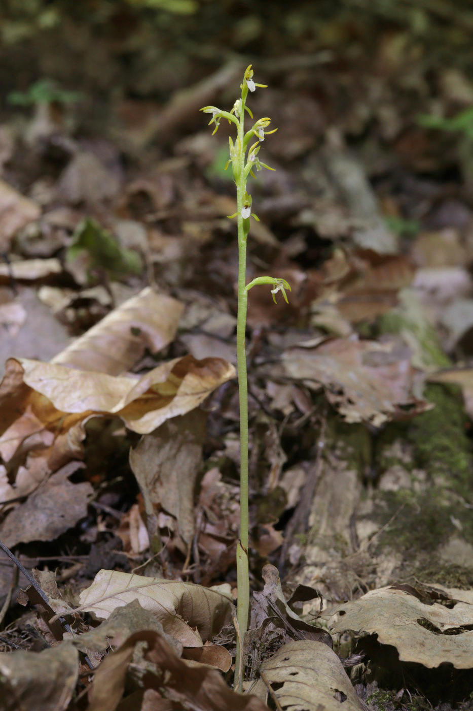 Изображение особи Corallorhiza trifida.