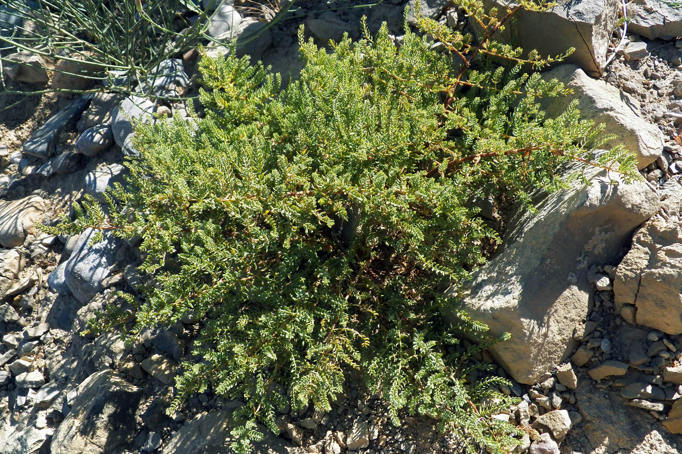 Image of Hypericum scabrum specimen.