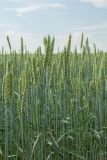 Triticum aestivum. Верхушки отцветших растений. Ленинградская обл., Волосовский р-н, окр. быв. дер. Большое Заречье, на поле в культуре. 14.07.2018.