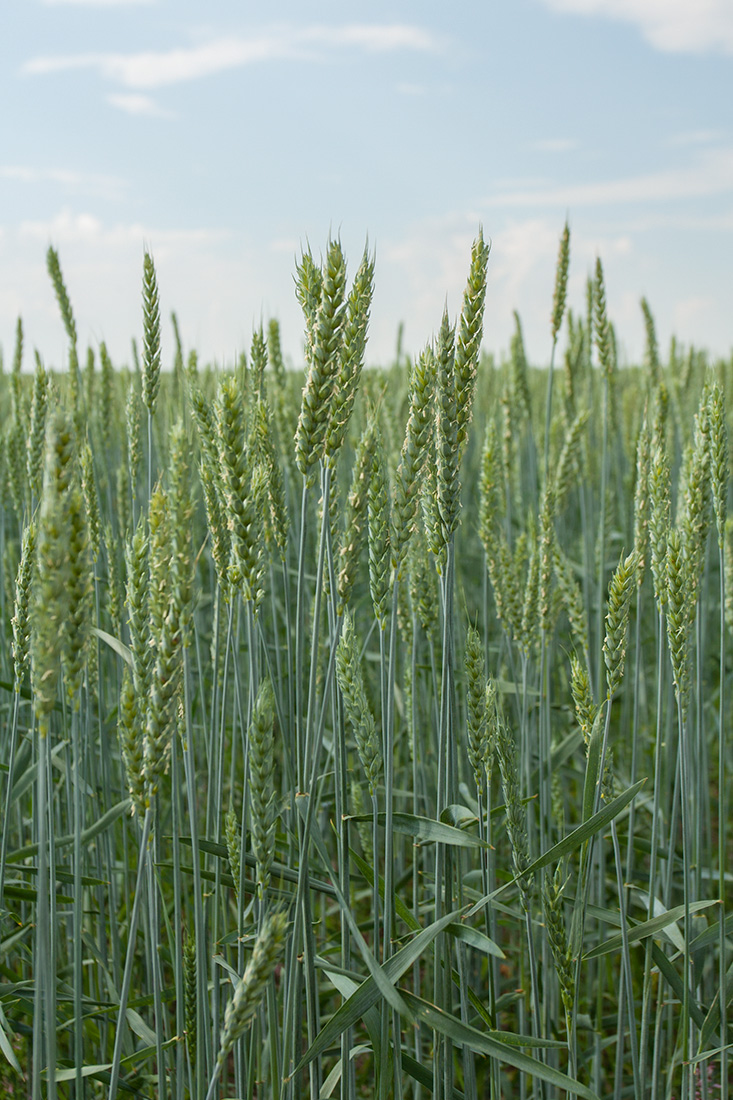 Изображение особи Triticum aestivum.