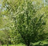 Malus prunifolia