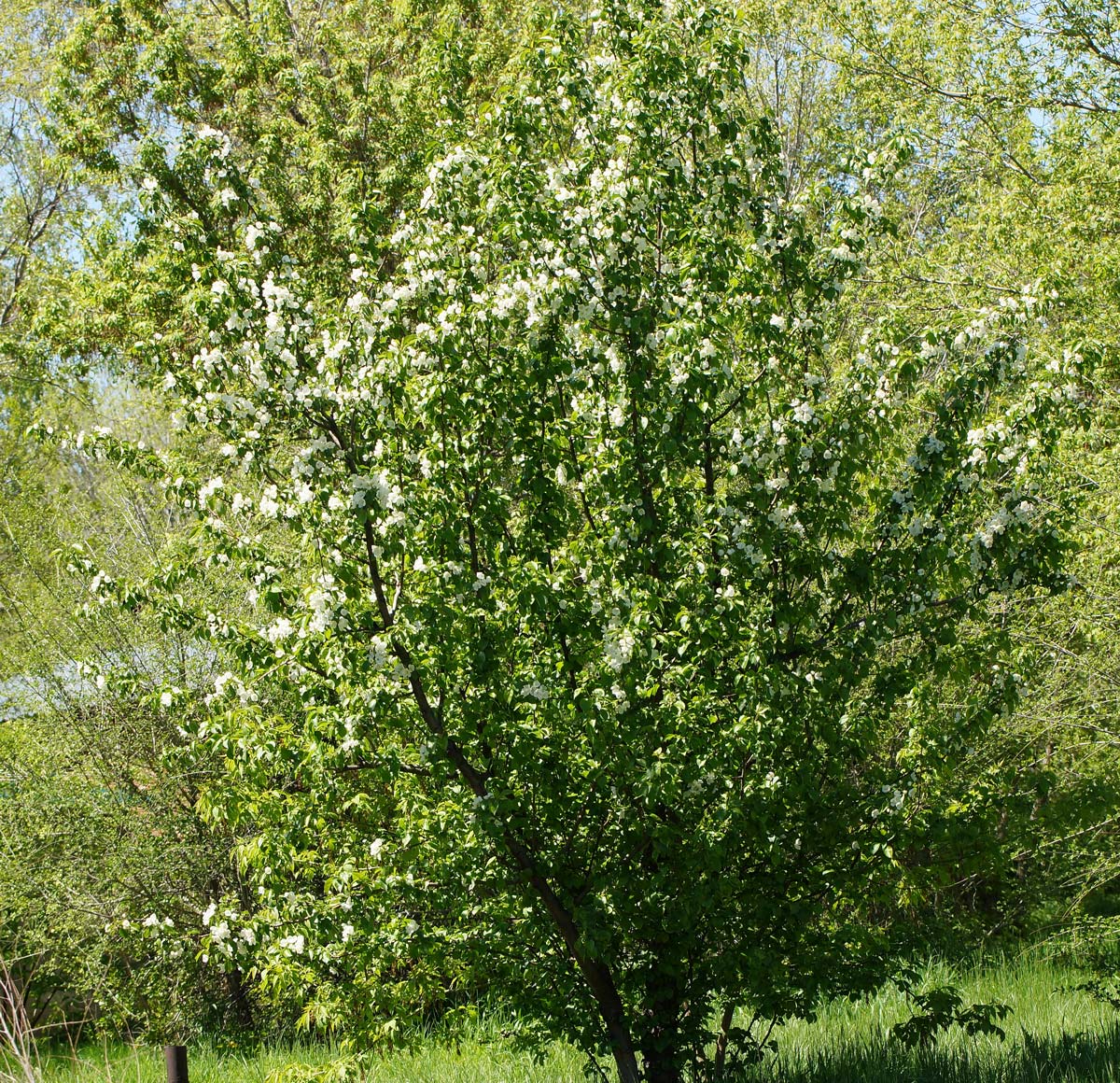 Image of Malus prunifolia specimen.