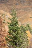 Abies nordmanniana. Верхняя часть кроны дерева. Краснодарский край, м/о город-курорт Сочи, окр. с. Эстосадок, отроги г. Табунная-Южная, у верхней границы леса, выс. ≈ 1820 м н.у.м. 28 октября 2017 г.
