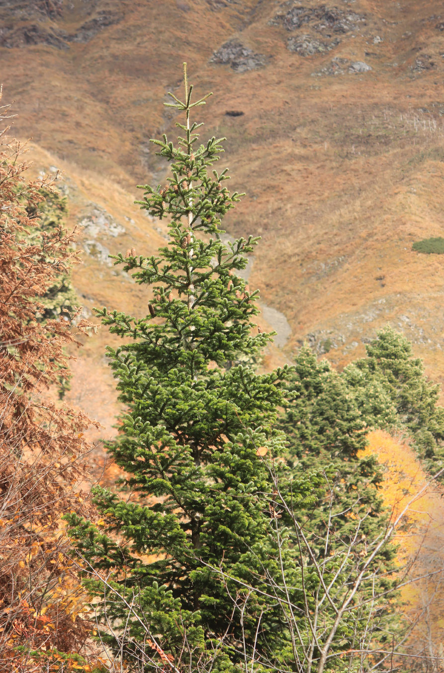 Image of Abies nordmanniana specimen.