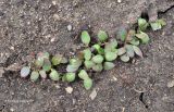 Rheum palmatum