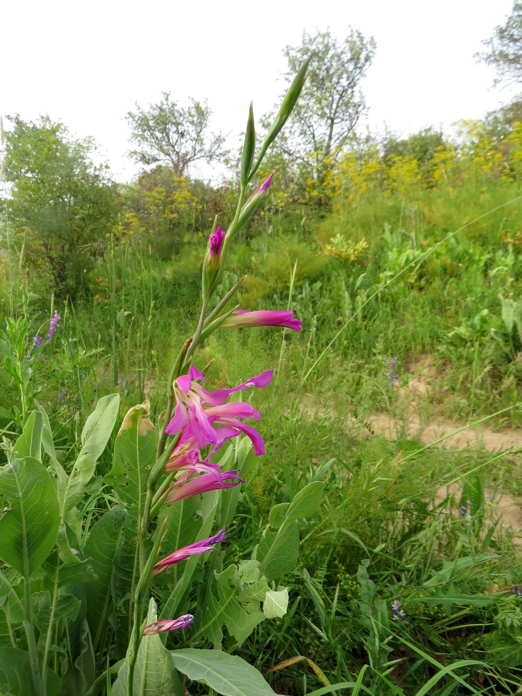 Image of Gladiolus italicus specimen.