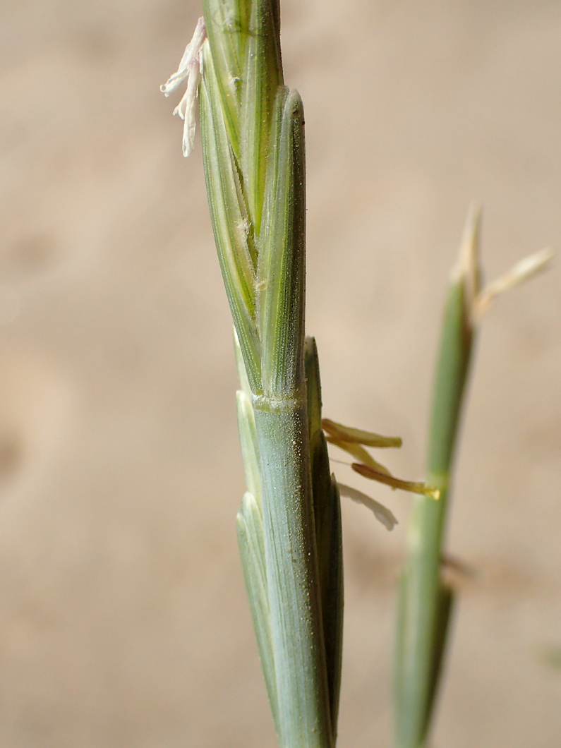 Изображение особи Elytrigia bessarabica.