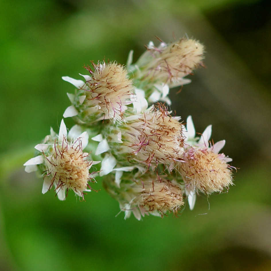 Изображение особи Antennaria dioica.