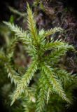 Climacium dendroides