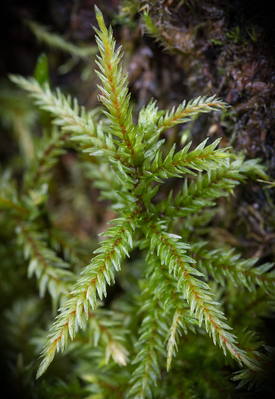 Изображение особи Climacium dendroides.