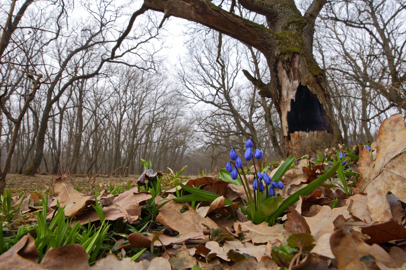 Изображение особи Scilla siberica.