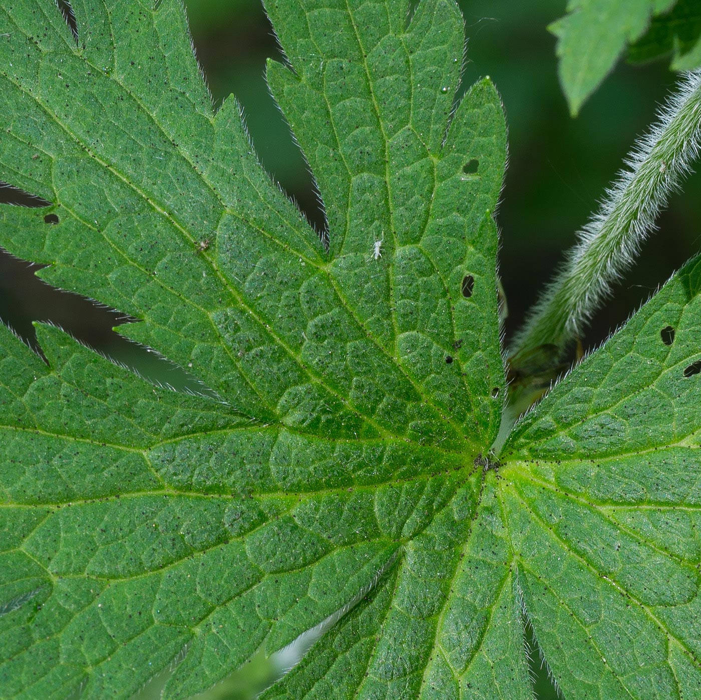 Image of Geranium sylvaticum specimen.