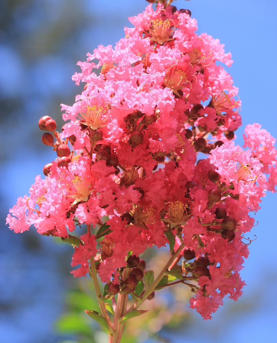 Изображение особи Lagerstroemia indica.