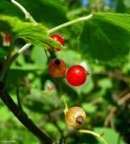 Ribes spicatum. Созревающие плоды. Чувашия, окр. г. Шумерля, пойма р. Сура, устье р. Мочалка. 28 июня 2008 г.