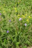Moraea sisyrinchium