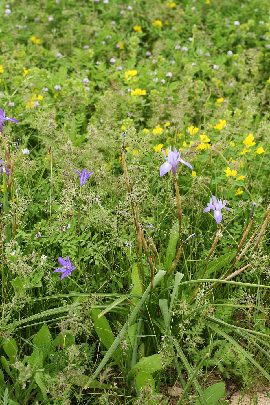 Изображение особи Moraea sisyrinchium.