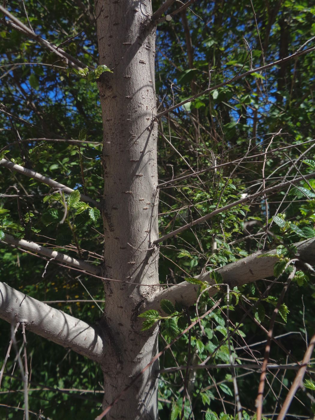 Изображение особи Ulmus pumila.