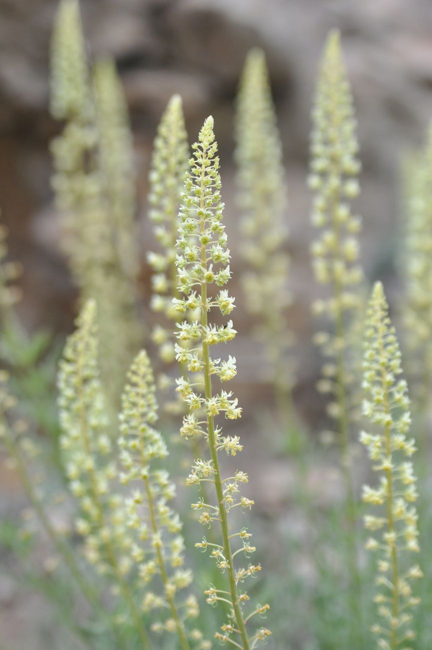 Image of Reseda lutea specimen.