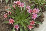 Lewisia cotyledon. Цветущее растение. Костромская обл., Судиславский р-н, дер. Антипино, в культуре. 01.06.2019.