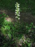 Platanthera bifolia