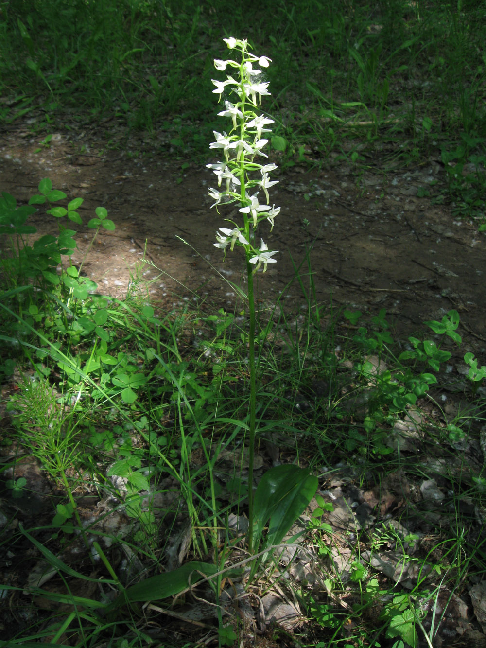 Изображение особи Platanthera bifolia.