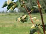 Tilia cordata. Часть цветущей ветви с кормящейся осой Аммофилой песчаной. Казахстан, Восточно-Казахстанская обл., Уланский р-н, окр. с. Украинка, дачный участок. 06.07.2008.