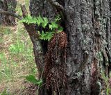 Dryopteris carthusiana. Растение вегетирующее в расщелине ствола сосны. Владимирская обл., Судогодский р-н, окр. дер. Митино, сосновые посадки. 15.06.2019.