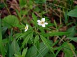 Anemone caerulea