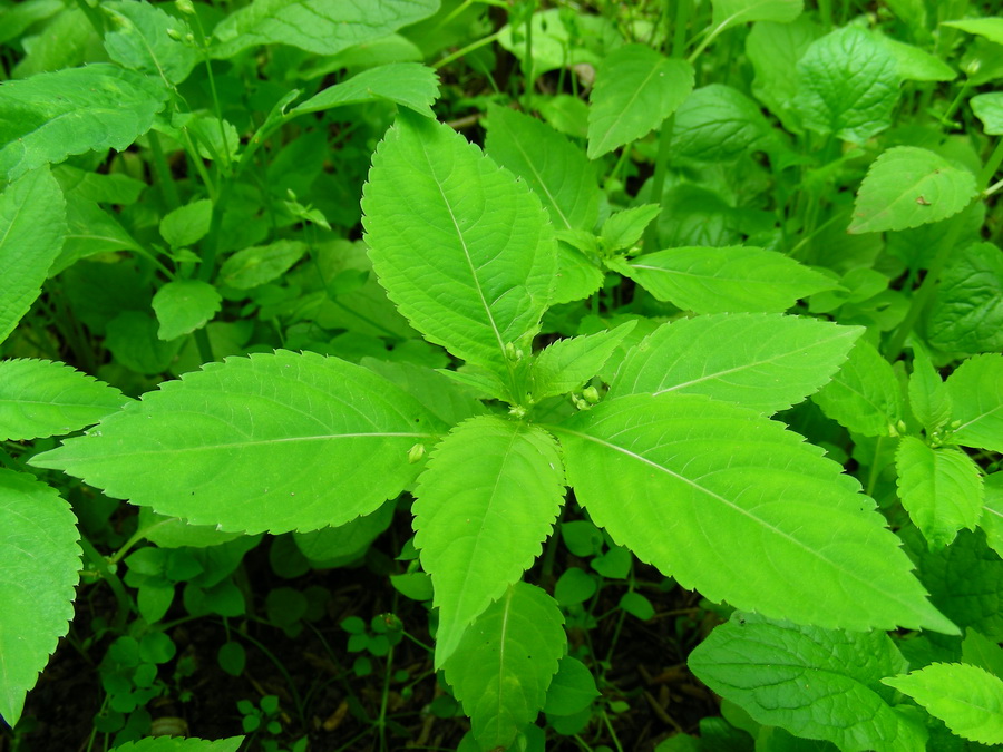 Image of Impatiens parviflora specimen.