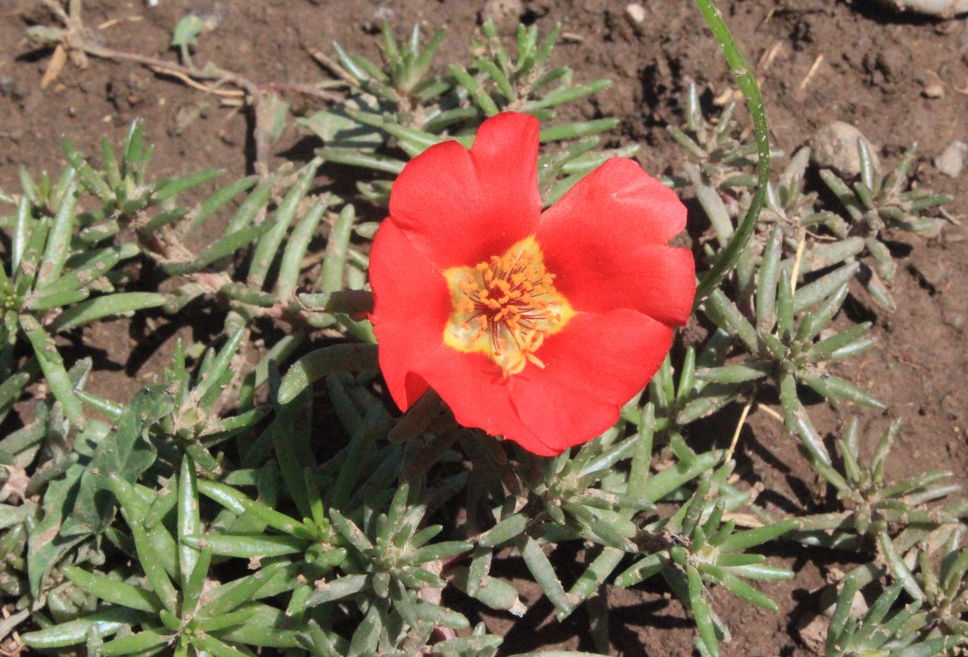 Image of Portulaca grandiflora specimen.