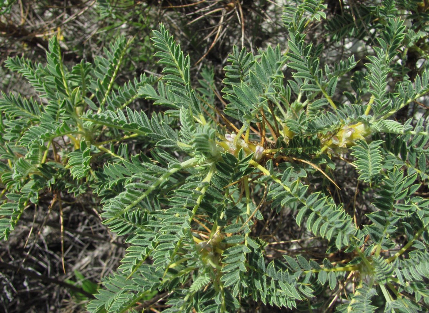 Image of Astragalus denudatus specimen.